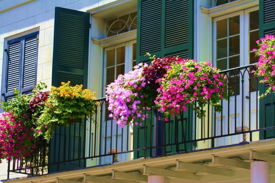 За вашите балкони да бидат шарени цело лето – додадете го ова во цвеќето и без прекин ќе цвета