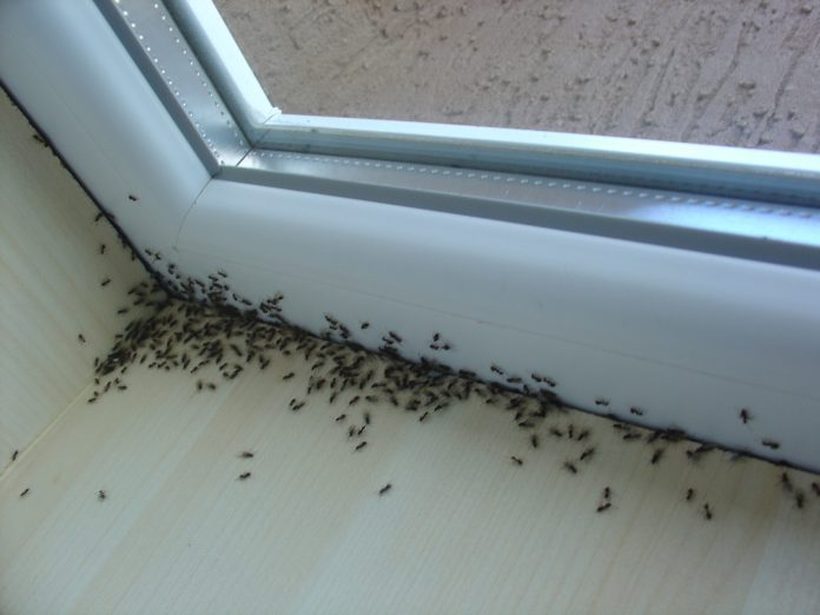 ЧИНИ САМО 20 ДЕНАРИ: Со ова нема да видите мравка повеќе во домот