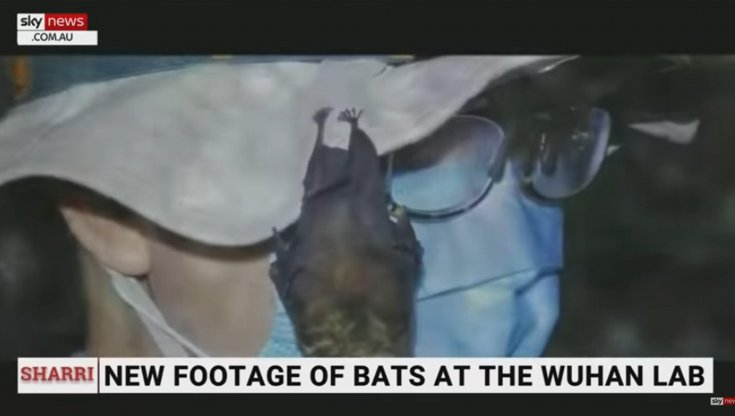 Се појавија снимки на кои се гледа како научник храни лилјаци во Вухан (ВИДЕО)