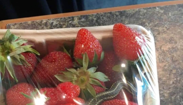 ФОТО: Купил јагоди, но кога ќе видите што има во нив, сигурно нема да ги отворите!