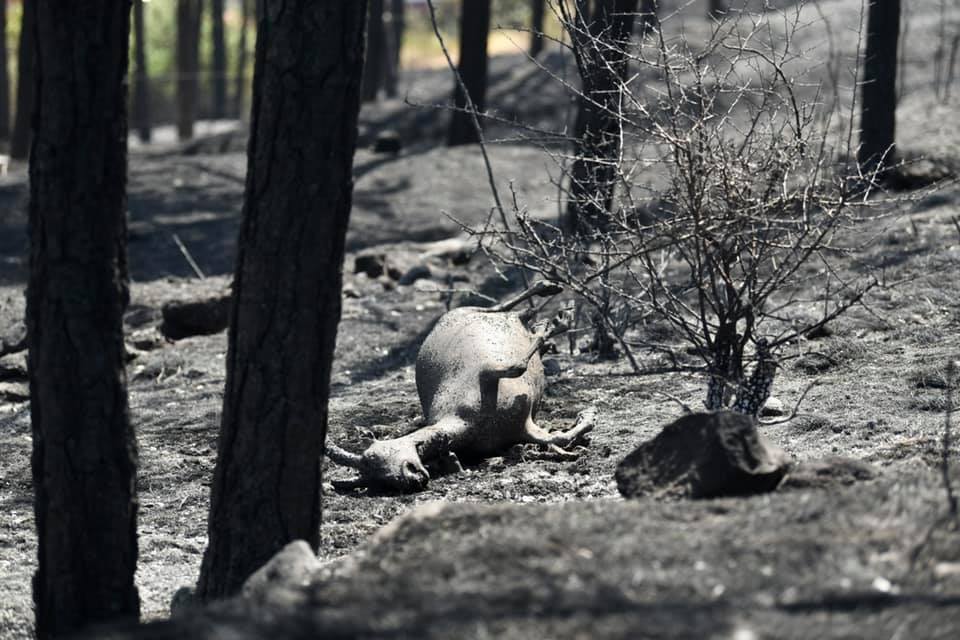 Најдобрата македонска фоторепортерка објави шокантни фотографии по пожарот во Кочани