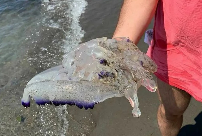 Фотографија од медуза ги исплаши туристите во Црна Гора: Еве што може да помогне ако имате контакт со неа (ФОТО)