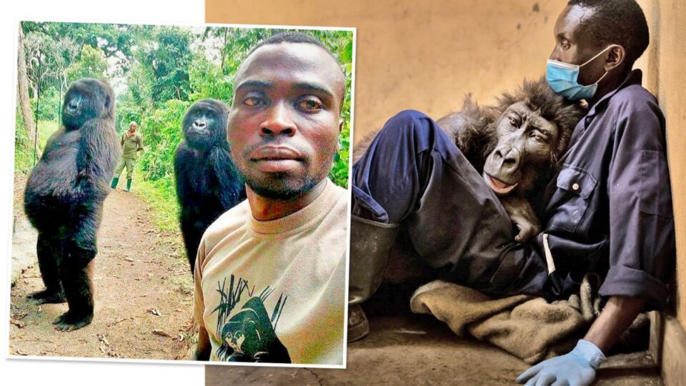 ФОТО: Угина горилата која стана интернет сензација