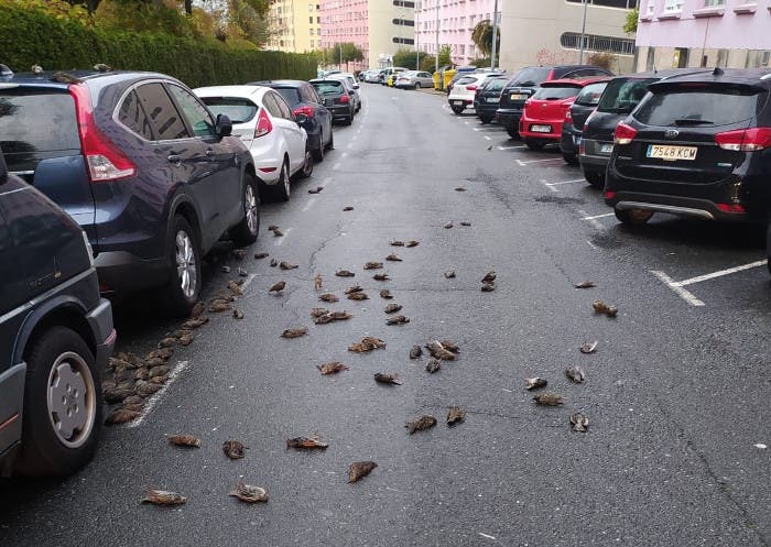 Мистерија во Шпанија: Пред болница наеднаш паднале 200 мртви врапчиња! (ФОТО)