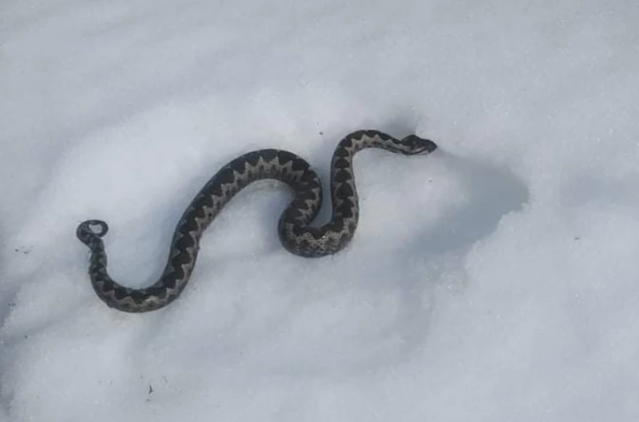 РЕПОСТ: СЕ ВЕРУВА ДЕКА Е ЛОШ ЗНАК- огромна змија ПОСКОК излезе на снегот- според верувањата е претскажување за лоши настани