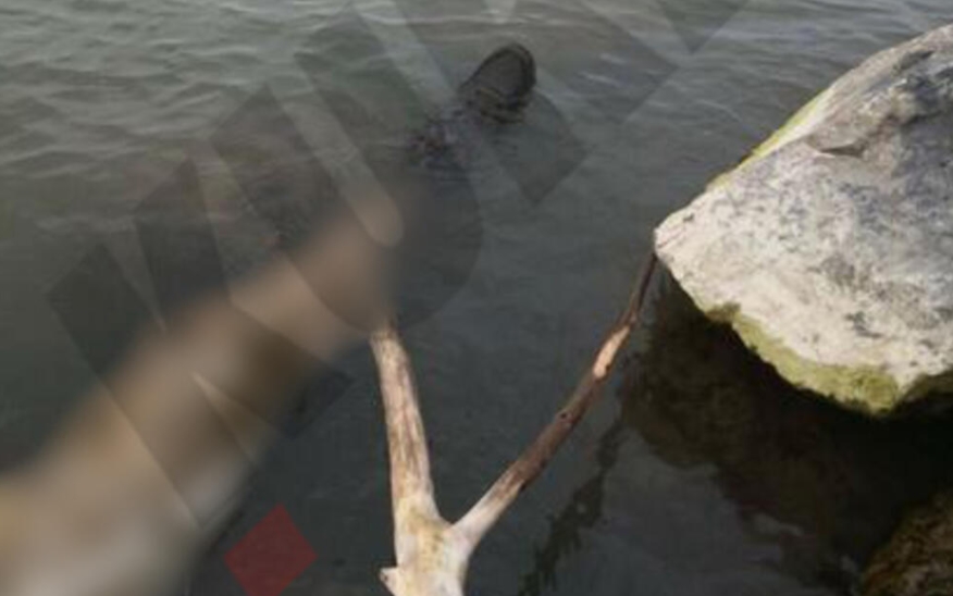 Вечерва извлечено тело од Дунав: Се проверува дали е Матеј Периш (ФОТО)