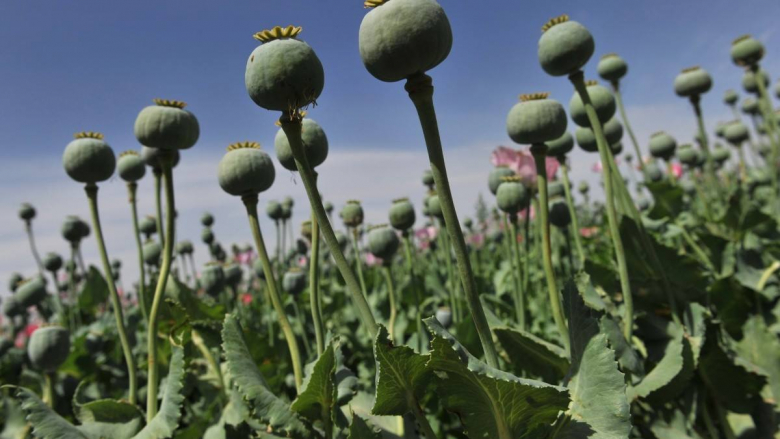 СТРОГО ЗАБРАНЕТО: Талибанците забранија да се одгледува ова растение во Авганистан