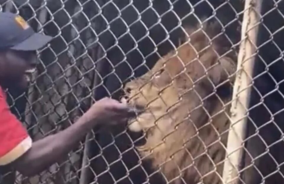 ВИДЕО: Се шегуваше со лав во зоолошка, па ќе останеше без рака!