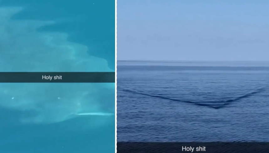 Снимка од која се заледува крвта- огромна ајкула плива кон бродот, еве како изгледа тоа (ВИДЕО)