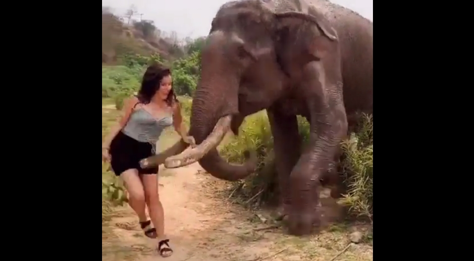 ВИДЕО: Девојка провоцираше слон, па погледнете што се случи