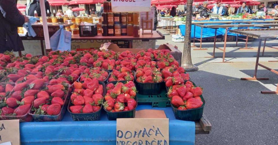 ЦЕНАТА ГИ ЗАПРЕПАСТИ КУПУВАЧИТЕ: Првите овогодинешни јагоди од Вргорац го урнаа ценовниот рекорд (ФОТО)