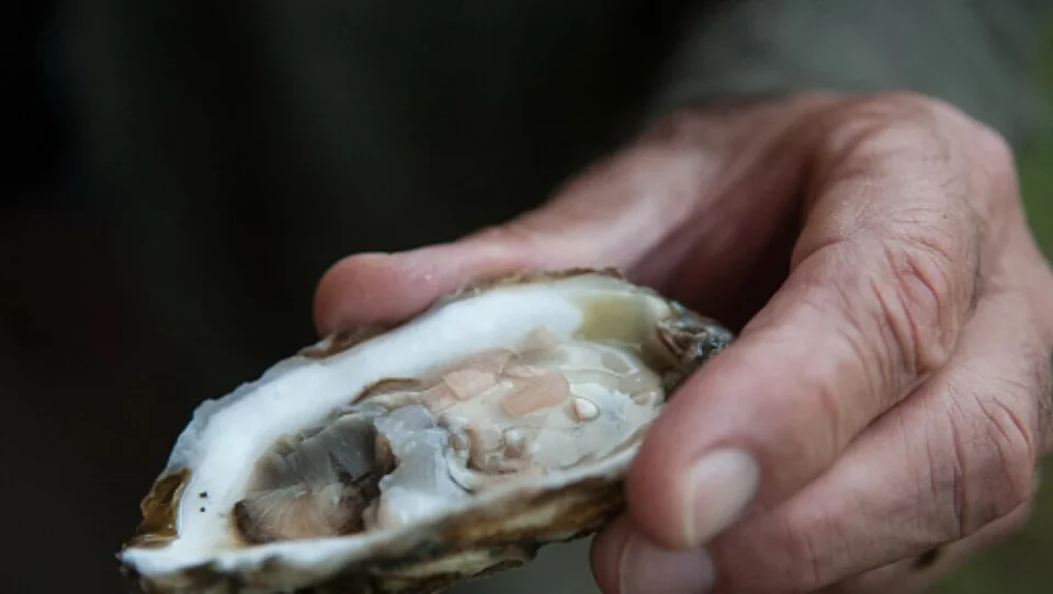 Човек умре откако го изел омилениот морски специјалитет: Се заразил со бактерија што јаде месо