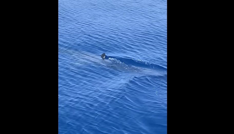 ВИДЕО: Ајкула забележана во водите на ова популарно место во Грција