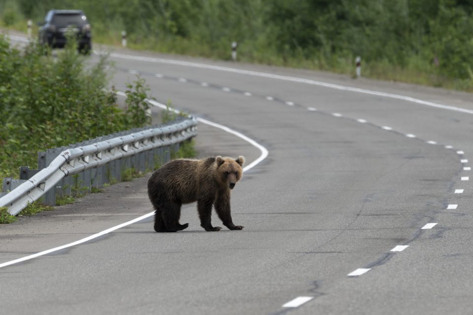 Усмртена мечка на регионален пат во Македонија