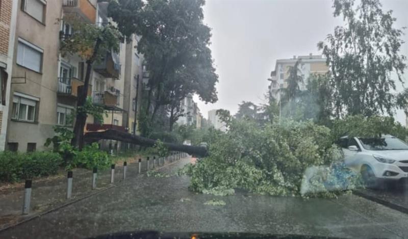 ФОТО: Големо дрво падна врз автомобил во движење во Скопје