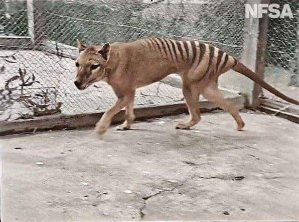 Личи на куче, но е половина тигар, половина волк: Ова е последната единка која угинала во 1936 година (ФОТО)