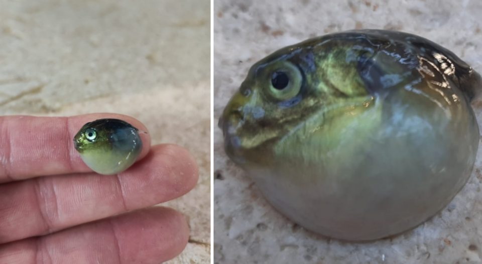 Експертите загрижени откако рибари им ја покажаа оваа риба уловена во Јадранот: „Многу лоша вест, бидете внимателни“ (ФОТО)