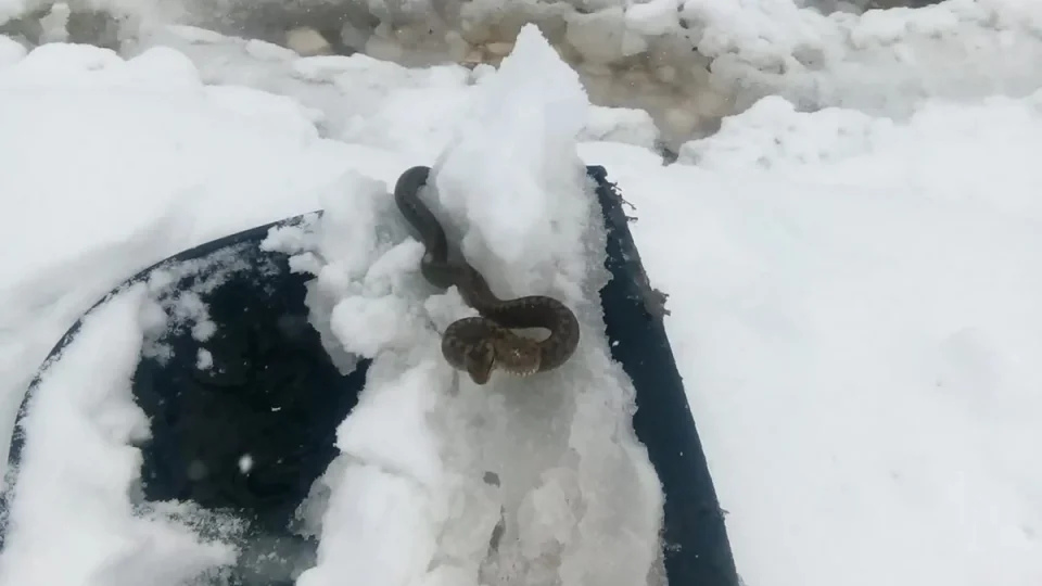 (фото) СЕ ВЕРУВА ДЕКА Е ЛОШ ЗНАК- огромна змија ПОСКОК излезе на снегот- според верувањата е претскажување за лоши настани