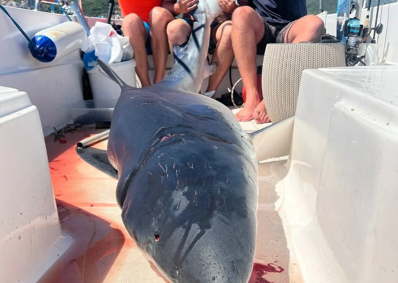 ШОК ВО БУДВА, уловена ајкула тешка 200 килограми – долга преку 3 метри, луѓето не им веруваат на своите очи (ФОТО)