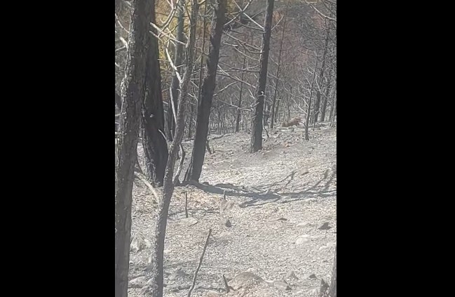 ВИДЕО: Дива свиња се шета меѓу опустошената шума кај Пехчево